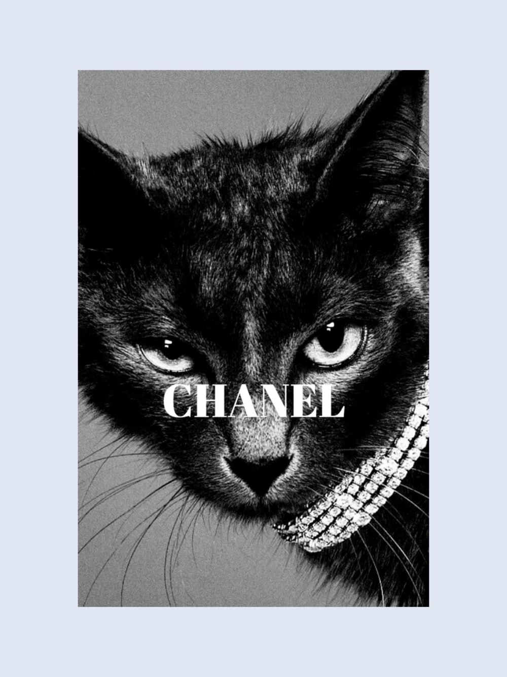 FASHION COOL FUNNY CATS 13x19 poster